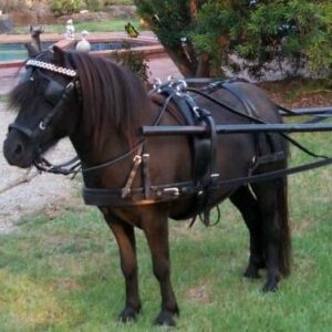 Horse Heritage Driving Harness