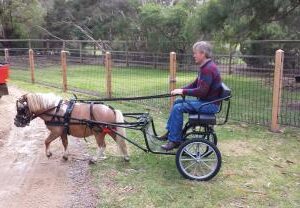 Best Horse Jinker Buggy