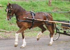 Horse Pvc Driving Harness