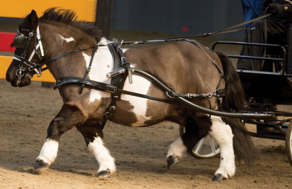 SL Sliding Backband Harness